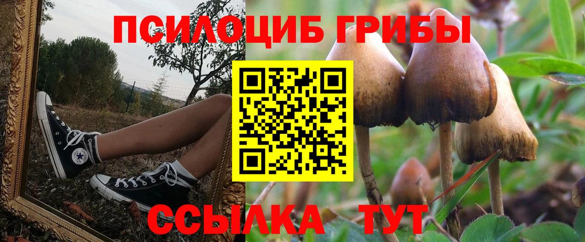 купить наркотики цена  Псилоцибиновые грибы Magic Shrooms  Вход с VPN  Выборг 