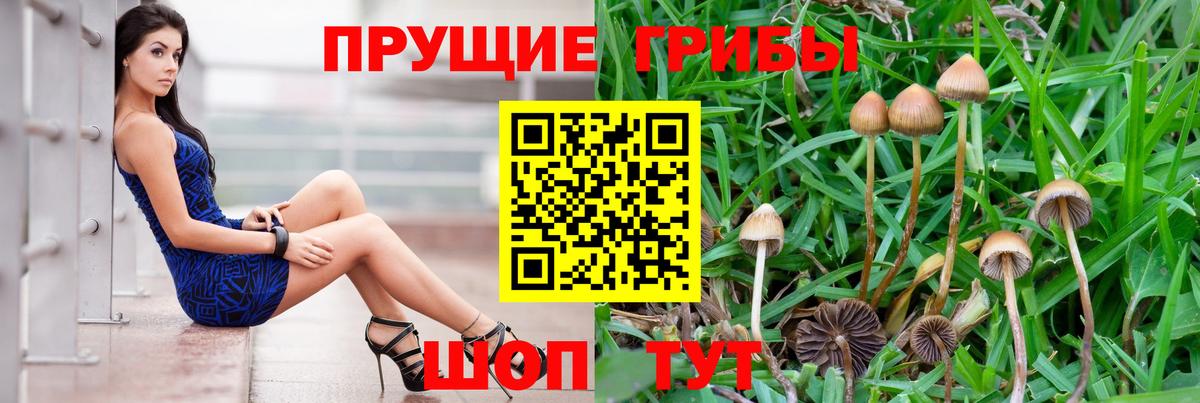 Галлюциногенные грибы Psilocybe Выборг